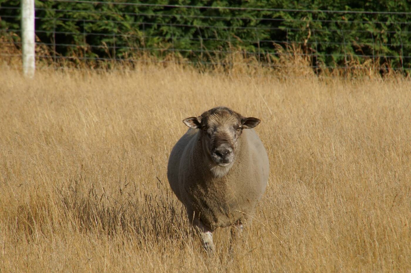 A sheep standing in long, dry, sun-bleached grass