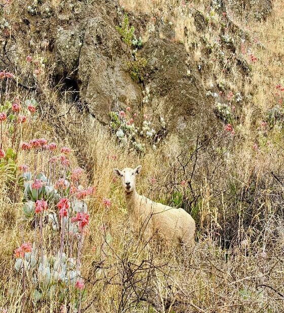 A sheep among tussock and wildflowers on a rocky hillside
