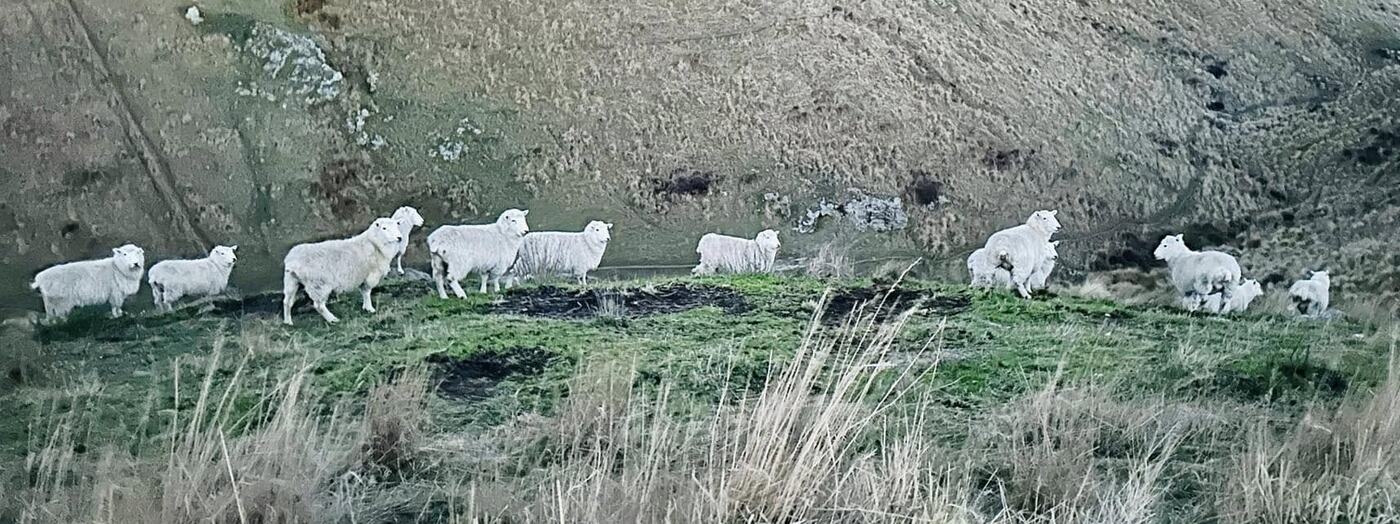 A flock of sheep on a grassy terrace below a steep, dry hillside