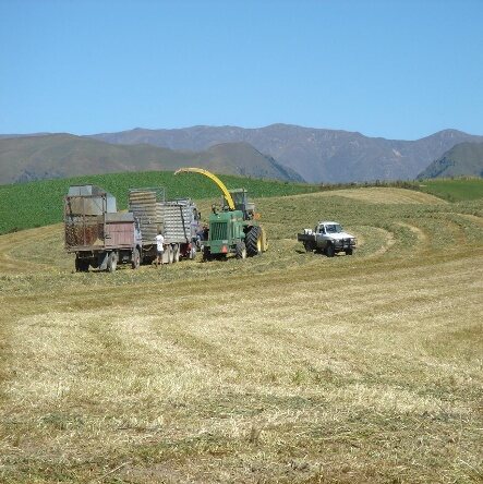 A forage harvester filling trucks with silage in a cut paddock