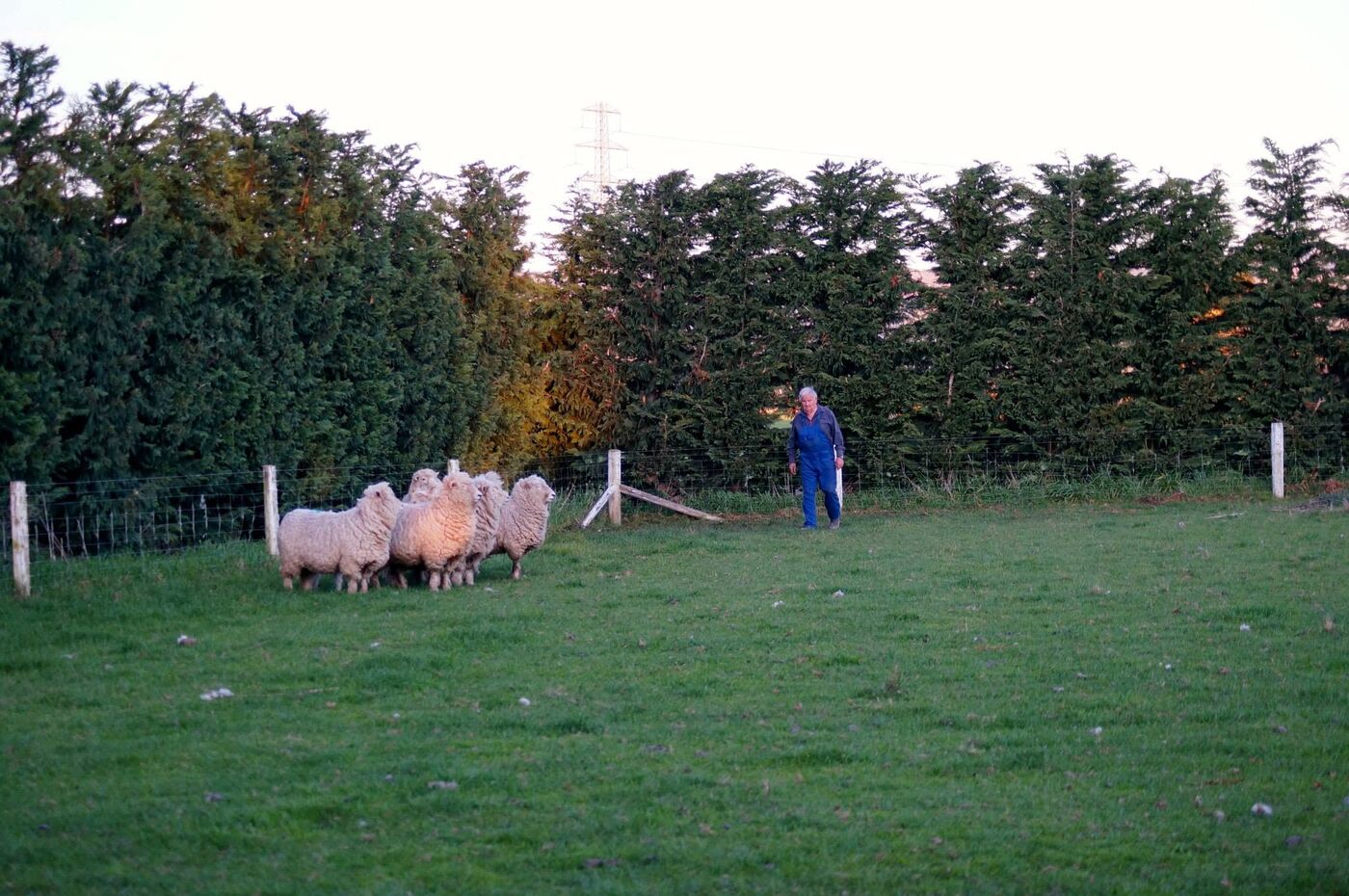 A farmer moving sheep along a fenceline