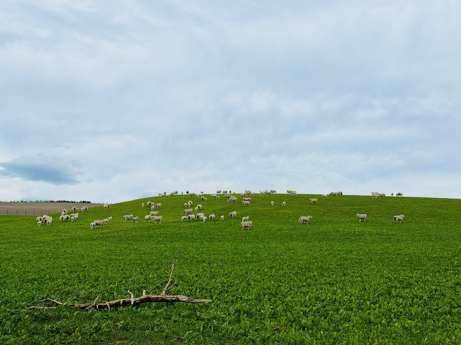 Sheep grazing on a wide Canterbury hill paddock